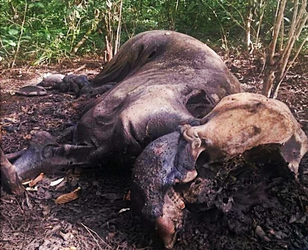 Misteri Suaka Margasatwa 2025: 7 Fakta Mencengangkan yang Jarang Diketahui