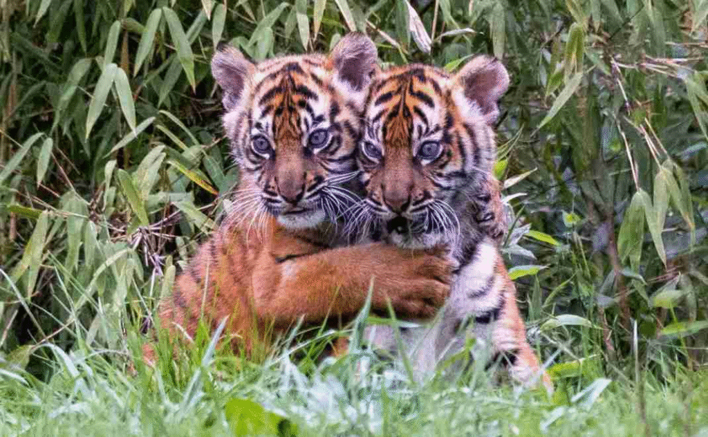 Misteri Suaka Margasatwa 2025: 7 Fakta Mencengangkan yang Jarang Diketahui