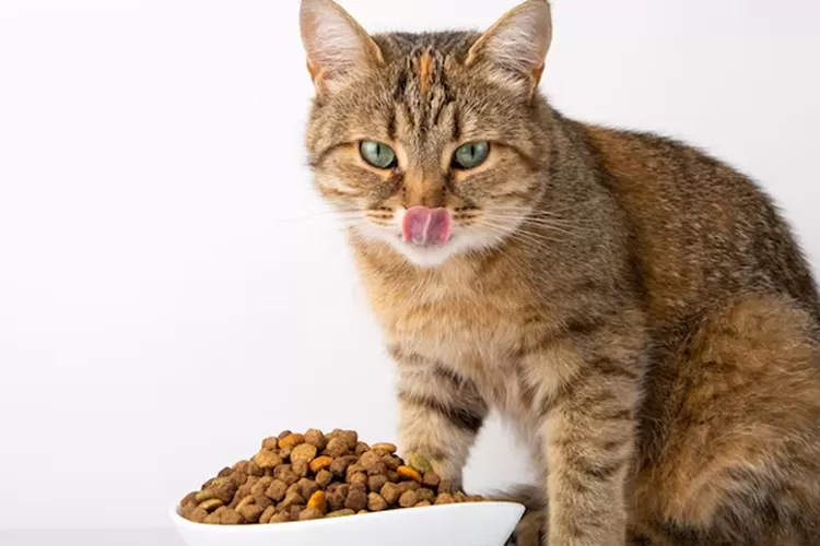 Rahasia Bulu Kinclong dan Kesehatan Hewan Peliharaan: 7 Tips Terbukti untuk Gen Z Pet Lovers