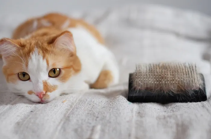 Rahasia Bulu Kinclong dan Kesehatan Hewan Peliharaan: 7 Tips Terbukti untuk Gen Z Pet Lovers